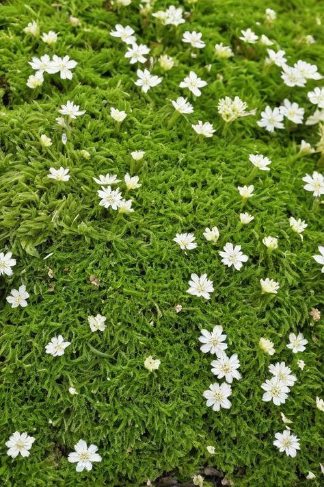 10 Tactics To Grow Irish Moss From Seed Irish Moss, Light Images, Green Carpet, Room With Plants, Seed Starting, Mulch, Less Is More, Lush Green, Garden Center