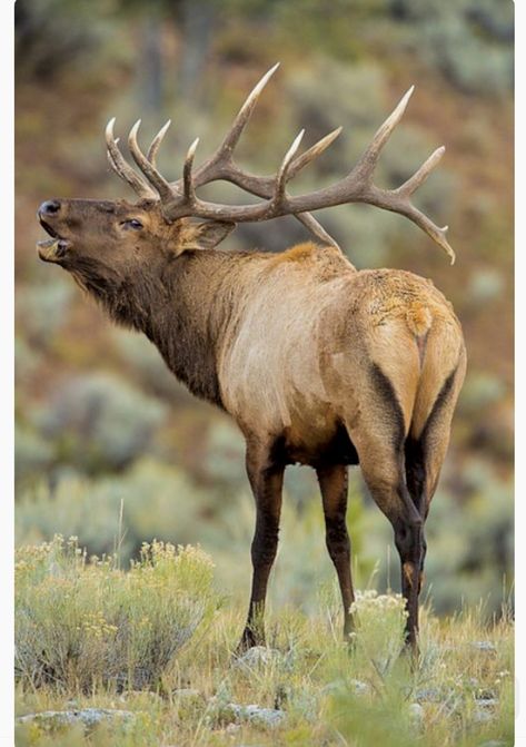 Elk Bugling, Elk Pictures, Elk Photo, North American Wildlife, Bull Elk, Wildlife Pictures, Elk Hunting, Mule Deer, Wildlife Paintings