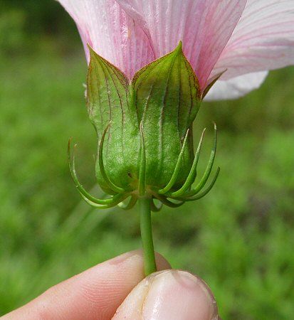 Hibiscus calyx Flower Anatomy, Pineapple Cake, Work Inspiration, Image Types, Hibiscus, Flower Designs, Google Images, Pineapple, Google Search