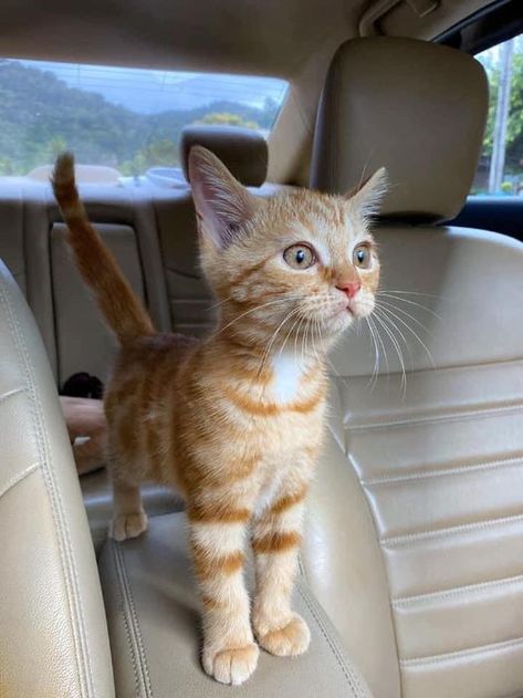 Orange Tabby, Tabby Cat, A Car, Orange, White