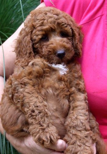 Australian Cobberdog Dog Breed Information and Pictures Cutest Small Dog Breeds, Australian Labradoodle, Support Dog, Australian Shepherd Dogs, Herding Dogs, Pretty Dogs, Dogs Pooping, Puppy Pictures, Toy Poodle