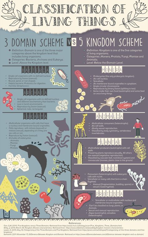 Dive into the mesmerizing world of the Classification of Living Things with our captivating infographic masterpiece. This digital treasure unravels the captivating tale of the 3 Domain Scheme versus the nostalgic 5 Kingdom Scheme, in a vintage-inspired style that will transport you to the era of discovery. #ClassificationInfographic #3DomainVs5Kingdom #ScienceComparison #BiologyInfographic #VintageScience #RetroEducation #KingdomAndDomain #EducationalGraphics #LearningVisuals 5 Kingdom Classification, 5 Kingdoms Of Living Things, The Living World Notes Biology, Kingdom Animalia Notes, Five Kingdom Classification, Biology Classification, Kingdoms Of Living Things, Science Portfolio, Kingdom Classification