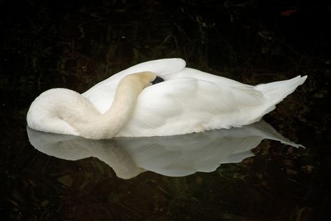 Sleeping Swan Oh My Goddess, Swan Song, White Swan, The Secret History, Swan Lake, Black Swan, Pics Art, Art Inspo, Art Reference