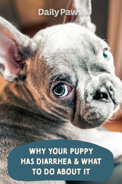 Puppies can get diarrhea for a variety of reasons, some harmless and easy to treat and others more sinister. Mild cases can be managed at home, but here’s how to know if a puppy with diarrhea should be seen by a veterinarian. #petcare #pets #pethealth #healthypets #petnutrition #petdiet #kittenhealth #puppyhealth Puppy Diaherra, Puppy Diaherra Remedies, Weaning Puppies, Dog Friendly Plants, Largest Horse Breed, Animals Care, Frenchie Puppy, Animal Nutrition, Dogs Pooping