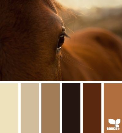 brown color combo Seeds Color, Design Seeds, Colour Board, Horse Coloring, Paint Schemes, Colour Schemes, Color Pallets, Color Theory, Room Colors