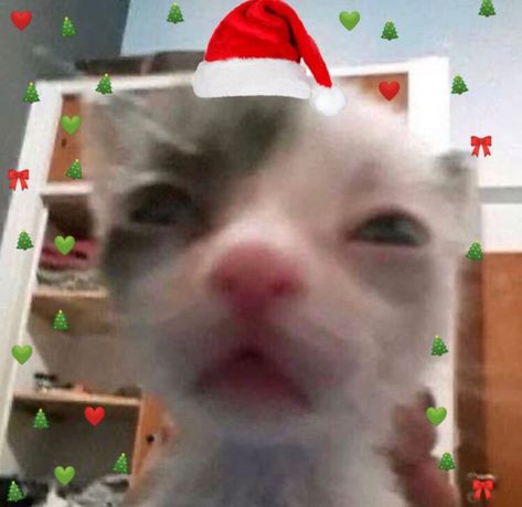 Funny Christmas Pfp, Christmas Profile Pictures, Christmas Pfp, Names Girl, Christmas Memes, Silly Cats Pictures, Cat Icon, Christmas Icons, Silly Animals