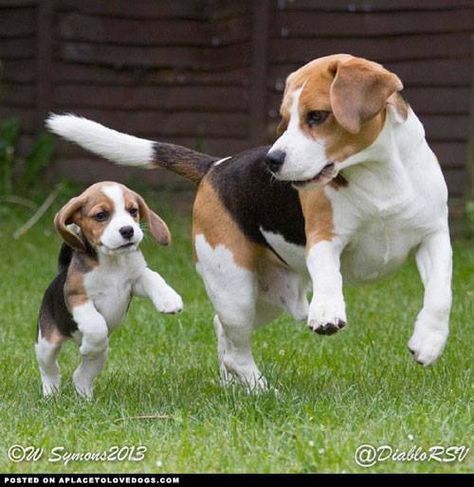 run with me Mommy Baby Beagle, Dogs Playing, Cute Beagles, Beagle Puppy, Beagle Dog, 귀여운 동물, Dog Pictures, I Love Dogs, Animals Beautiful