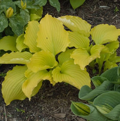 Variegated Hosta, Lily Turf, Easy Perennials, Plantain Lily, Hosta Plants, Forest Garden, Starter Plants, Traditional Garden, Buy Plants