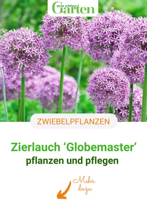 Allium Globemaster, Plants, Quick Saves