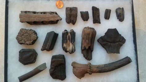 Florida Fossils, Glass Shark, Peace River, Beach Shells, Fossil Hunting, Gainesville Florida, Beach Finds, Hunting Trip, Shark Teeth