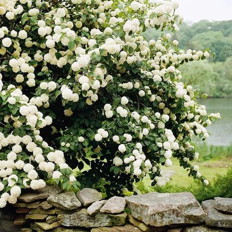 Landscape Edit, Flower Hedge, Snowball Viburnum, Ethereal Garden, Farmhouse Landscape, Viburnum Opulus, Small Yards, Flowers Growing, Backyard Privacy