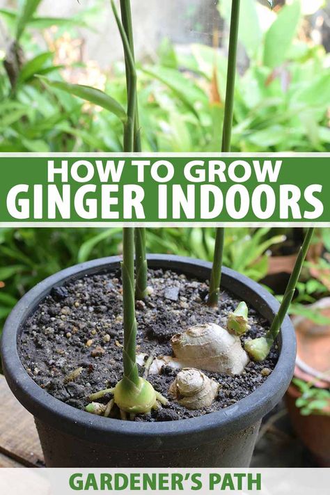 Did you know that you can grow ginger indoors all year long? Growing it in containers is surprisingly easy and will reward you with a consistent supply of fresh, juicy roots. Learn how to grow this tropical herb in containers indoors in any climate. Read more on Gardener’s Path. #ginger #indoorgardening #gardenerspath How To Plant Ginger In A Pot, Gothic Conservatory, Grow Ginger Indoors, Condo Garden, Budget Gardening, Wellness Cafe, Growing Ginger Indoors, Backyard Homesteading, Houseplant Tips