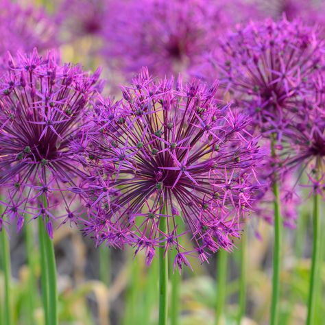 Allium Purple Rain | Always Wholesale Pricing | Colorblends® Amaryllis Bulbs, Fall Bulbs, Cottage Garden Plants, Spring Flowering Bulbs, Garden Bulbs, Sandy Soil, Spring Bulbs, Fall Plants, Fall Weather