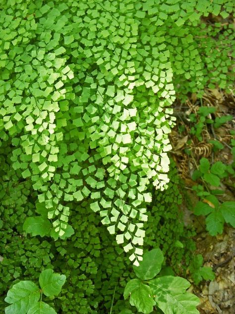 Adiantum shastense Maiden Hair, Indoor Plant Wall, Ferns Garden, Hanging Plant Wall, About Plants, Fern Plant, Unusual Plants, Unique Plants, Hanging Garden