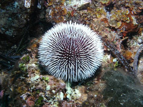 White Sea urchin Deep Sea Creatures, Miniature Trees, Geek Art, White Sea, Life Form, Sea Urchin, Ocean Animals, Exotic Flowers, A Sea