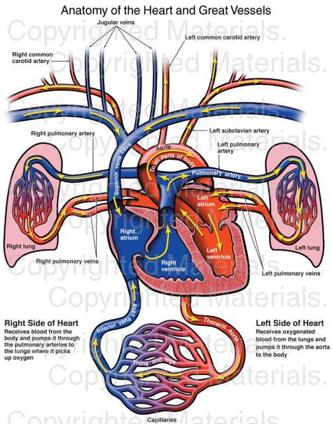 Anatomy of the Heart and Great Vessels Thoracic Aorta, Anatomy Of The Heart, Subclavian Artery, Medical Projects, Drawing Anatomy, Illustration Human, The Human Heart, Heart Anatomy, Respiratory Therapy