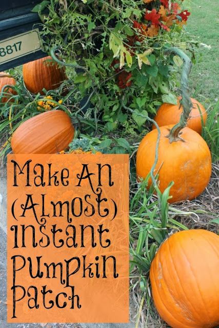 Pumpkin Patch Business, Pumpkin Patch Farm, Sweet Potato Plant, Pumpkin Patch Party, Best Pumpkin Patches, Garden Prepping, Pumpkin Garden, Fake Pumpkins, Growing Pumpkins