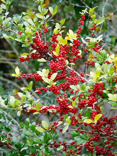 Shrubs: Yaupon Holly  Shrubs: Yaupon Holly  Genus: Ilex vomitoria  Zones: 7 to 10  Cost: $12 to $30  Expert says: "This drought-tolerant Texas native can grow to 15 feet or taller. In winter, its attractive red berries feed birds." —John Dromgoole