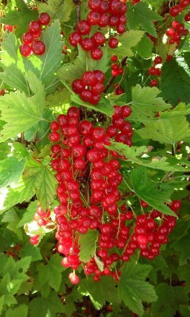 Red jewels of Estonian summer. Estonian Food, British Kitchen, Plant Fungus, Red Jewel, Seasonal Ingredients, Eastern European, Estonia, Red Peppercorn, Food Blog