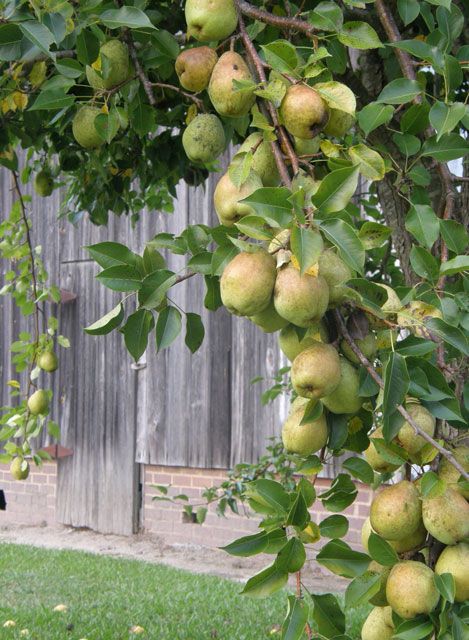 Imagine the fruit trees Pear Preserves, Eastern North Carolina, Pear Blossom, Pear Trees, Pear Tree, Down On The Farm, Country Farm, Beautiful Tree, Farm Fresh