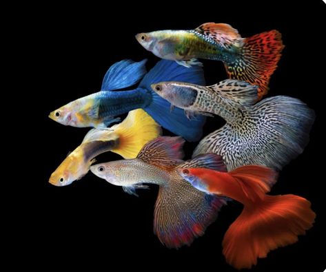 Guppy Fish, Review Produk, Reptiles, Fish Pet, Indonesia, Fish, Animals