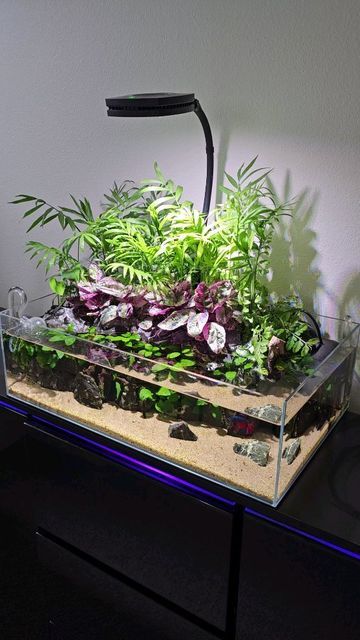 Waffle Plant, Finally Friday, Betta Fish Tank, Fish Tanks, Planted Aquarium, Betta Fish, My Profile, Fish Tank, Soil