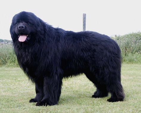 terranova razas de perros grandes Mysterious Animals, Mixed Dogs, Newfie Dog, Newfoundland Puppies, Big Dog Breeds, Huge Dogs, Terra Nova, Giant Dogs, Newfoundland Dog