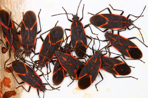 Boxelder Bugs, Box Elder Bugs, Red Bugs, Silver Maple Tree, Big Numbers, Overwintering, Red Tree, Maple Tree, My House