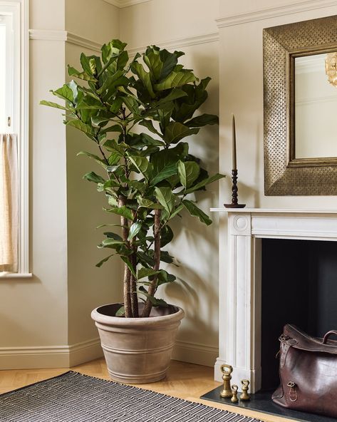 Branched Fiddle-Leaf Fig Tree, Ficus Lyrata Living Room Pot Plants, Potted Plants Living Room, Large Interior Plants, Large Plant Indoor, Large Plant Living Room, Best Large Indoor Plants, Indoor Fig Tree, Ficus Plant Indoor, Fiddle Leaf Tree Living Room