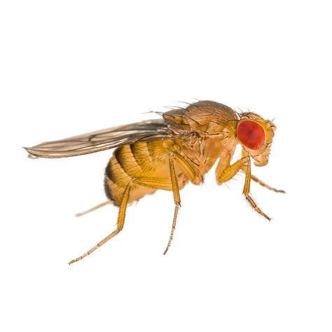 Fruit Fly | Ark Pest Control & Prevention Deer Fly, Fruit Fly, Horse Fly, Art Resources, Fruit Flies, Pest Control, Fruits And Vegetables, Matter, Fruit