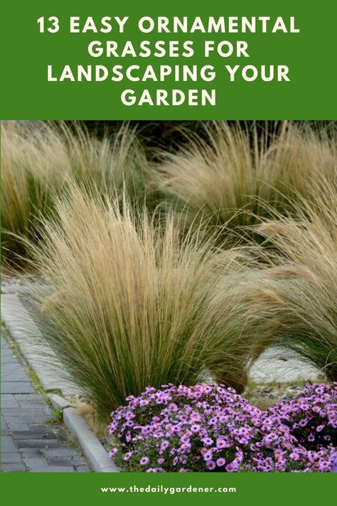 13 Easy Ornamental Grasses for Landscaping Your Garden 2 Mexican Grass Landscape, Landscape With Grasses And Shrubs, Texas Grasses Landscaping, Drought Tolerant Ornamental Grasses, Zone 7 Ornamental Grasses, Pampas Grass Planting, Small Grasses Landscaping, Texas Ornamental Grasses, Landscaping Grasses Ornamental