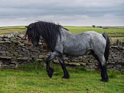 Ruth Chamberlain on Instagram: "This was my most-liked photo on Instagram in 2022 - Roandale Bobby the veteran Dales pony stallion. He is a worthy winner indeed don’t you think? Dales ponies are a very rare breed that originate in the Dales region of northern England. They were (and still are) valued as strong working ponies, and they also possess incredibly athletic abilities and the most gorgeous and powerful trot 🐴🐴 Dales ponies are categorised as priority by @rbstrarebreeds 🐴⛰ ___________ Horse Galloping, Blue Roan, Northern England, Rare Breed, Equine Photography, Horse Coloring, Horse Breeds, Wild Horses, Beautiful Horses