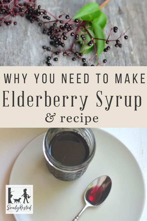 Make Elderberry Syrup, Fire Cider Recipe, Elderberry Syrup Recipe, Homemade Elderberry, Cordial Recipe, Elderberry Recipes, Fire Cider, Elderberry Syrup, Boost Your Immune System