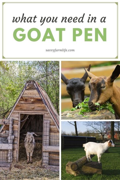 Pygmy Goat Pen, Small Goat Farm, Farm Life Aesthetic, Goat Pet, Goat Feeder, Goat Playground, Keeping Goats, Goat Shelter, Goat Pen