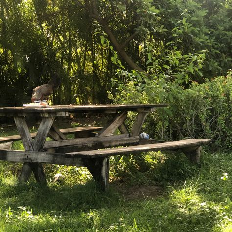 #aesthetic Picnic Bench Aesthetic, Picnic Table Aesthetic, Dsmp Aesthetic, Picnic In The Woods, Aesthetic Camping, Garden Picnic, Picnic Bench, Magic Forest, Sunday Evening