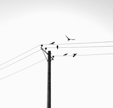 Bird On Powerline Tattoo, Bird On Telephone Wire, Birds On A Wire Photography, Bird On A Wire Tattoo, Birds On Powerline, Silhouette Photography Black And White, Birds On Telephone Wire, Birds On A Wire Tattoo, Birds Sitting On A Wire