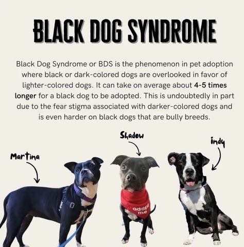 Bully Breed, Black Dogs, Dog Safety, Bully Breeds, Heartwarming Stories, Shelter Dogs, Black Dog, Statistics, Pet Adoption