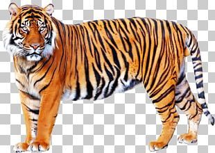 Tiger Png, Animal Hunting, Angry Animals, Tiger Images, Lion Illustration, Tiger Wallpaper, Photo Clipart, Tiger Pictures, Wild Tiger