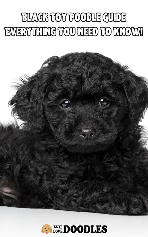 If you want a small dog breed that is intelligent, easy to care for, and stunning, black toy poodles are the answer. These loveable dogs are eager to please their owners and fit in many different home dynamics, making them versatile for apartments and homes. Toy Poodles have grown so much in popularity due to their nonshedding and hypoallergenic coats. Teacup Poodle Black, Black Mini Poodle Haircut Styles, Black Toy Poodle Puppy, Silver Toy Poodle, Poodle Puppy Black, Miniature Poodle Black, Micro Poodle, Black Toy Poodle, Poodle Haircut Styles