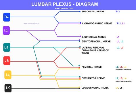 Blogger Templates, Study Materials, Nervous System, Physical Therapy, Educational Resources, Plexus Products, Anatomy, Medicine, Physics