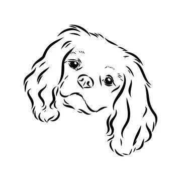 Cavalier Spaniel Tattoo, Cavalier Tattoo, Cavalier King Charles Spaniel Tattoo, Puppy Drawing Easy, Deadlift Platform, Remembrance Tattoos, Cavalier Puppy, Cavalier King Charles Dog, King Charles Dog