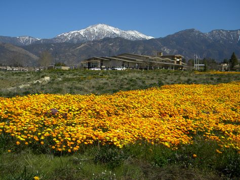 This is why you simply must move to California! Yucaipa City Hall seen here. Yucaipa California, Lagunitas Ipa, Tehachapi California, Grand Canyon Camping, Miss California, San Bernardino Mountains, Quilling Projects, San Bernardino County, Inland Empire