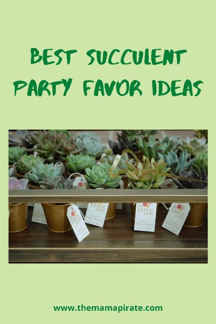 I have been growing succulents for many years and want to grow more. Do you know that you can use these beautiful-looking succulents as a party favor for weddings, baby showers, and anniversaries? Party Favor Succulents, Succulent Party Favors Diy, Plant Party Favors, Succulent Baby Shower Favors, Wedding Party Favor Ideas, Wedding Favor Sayings, Succulent Party, Succulent Party Favors, Grad Party Favors