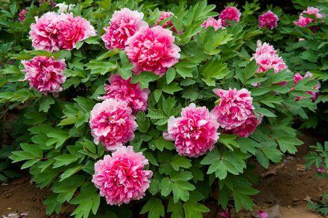 Phlox Plant, Growing Peonies, Full Sun Perennials, Grow Gorgeous, Sun Loving Plants, Full Sun Plants, Sun Perennials, Peonies Garden, Sun Plants