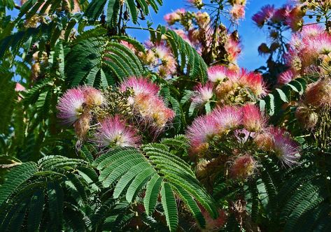 Mimosa trees, otherwise known as Persian silk trees and officially known as Albizia julibrissin, are beloved ornamental trees because they have beautiful pink pom-pom flowers with an amazing fragrance. Even their foliage, somewhat fern-like, is worthy of a second glance. Mimosa Trees, Guerilla Gardening, Persian Silk Tree, Food Forest Garden, Mimosa Tree, Albizia Julibrissin, Arbor Trellis, Deer Resistant Perennials, Pom Flowers