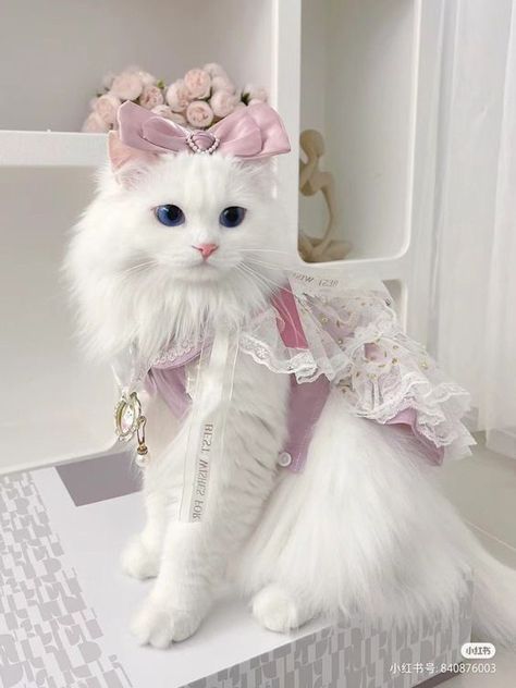 Animal Clothes, Cat Dressed Up, Dream Pet, Cat Dress, Charmmy Kitty, Cat Things, Ragdoll Cats, Cat With Blue Eyes, Fancy Cats