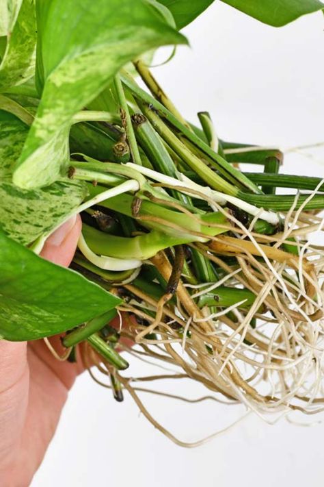 Pothos is a trailing vine plant that produces attractive glossy leaves in many variegated colors. In the right conditions, pothos grows prolifically and can live up to ten years indoors. But like many houseplants, pothos can often suffer from root rot. Untreated, root rot is almost always deadly. Let’s take a look at what causes pothos root rot, how to treat it, and how to prevent it in the first place. Root Rot, White Flies, Nutrient Deficiency, Pothos Plant, Low Light Plants, Garden Equipment, Top Soil, House Plant Care, Diy Planters