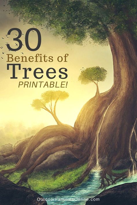 Why are trees important? As the biggest plants on the planet, they give us oxygen, store carbon, stabilize the soil, and give life to the world's wildlife. Here are 30 benefits of trees. #benefitsoftrees #gettingoutdoors #environmentalstewardship Benefits Of Trees, City Tree, Garden Of Gethsemane, Aesthetic Garden, Forest Bathing, Garden Aesthetic, Big Plants, Community Park, Outdoor Activities For Kids