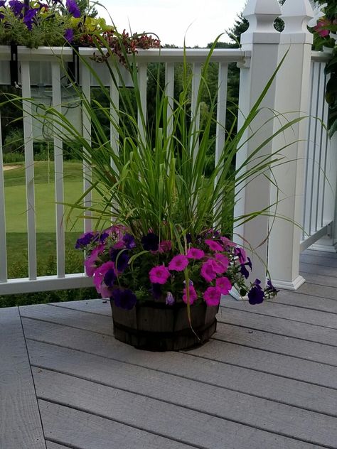 Lemongrass and petunias Lemongrass Potted Plant, Lemongrass Potting Ideas, Lemongrass In Planters, Lemongrass Planters, Deck Planters, Garden Container, Porch Flowers, Gardening Plants, Pot Plants