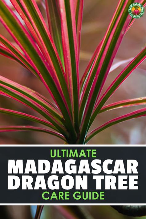 Dragon Tree Plant Care, Funky Plants, Dragon Tree Plant, Madagascar Dragon Tree, Palm Plants, Houseplant Collection, Dracaena Marginata, Snake Plant Care, Dragon Garden